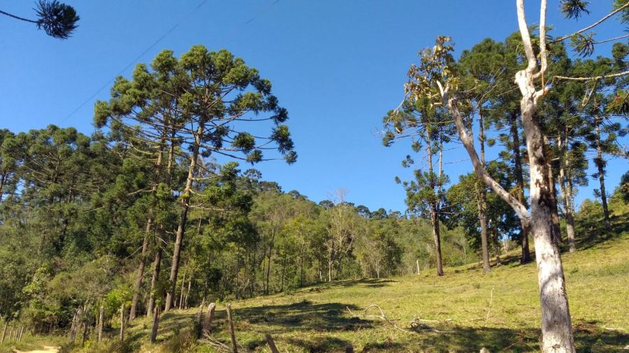 S�tio - Venda - Bairro da Roseira - S�o Jos� do Barreiro - SP