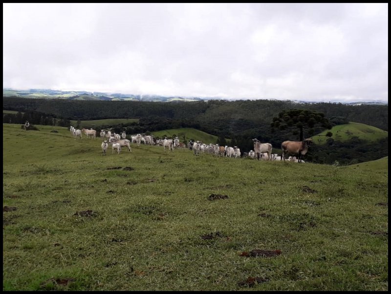 Fazenda - Venda - Pinheirinho - Guaratinguet - SP