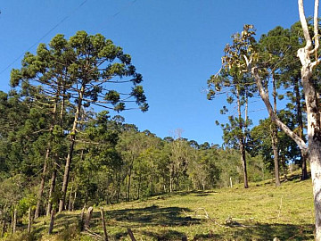 NATUREZA EXUBERANTE, ARAUC�RIAS, PASTO AP�COLA, ISOLADO