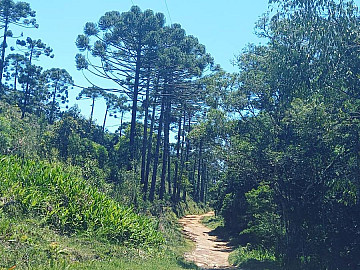 NATUREZA EXUBERANTE, ARAUC�RIAS, PASTO AP�COLA, ISOLADO