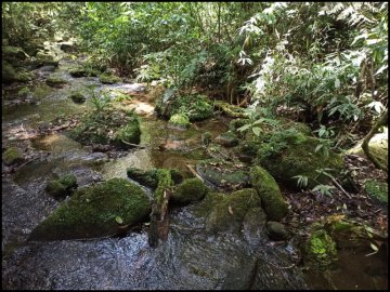 Sítio - Venda - Sertão do Xavier - Cunha - SP