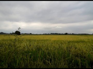 Terreno - Venda - Caninhas - Canas - SP